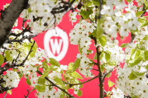 A W crest is pictured surrounded by the spring blooms of an ornamental pear tree along University Avenue at the University of Wisconsin-Madison